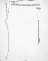 Ceratorhiza rhizodes image